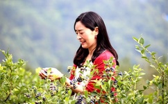 free japanese vidaos